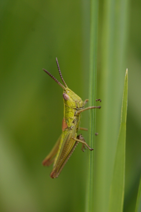 Piccola cavalletta: Euthystira brachyptera